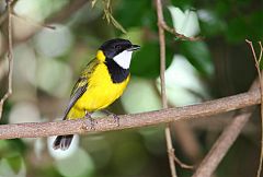 Golden Whistler